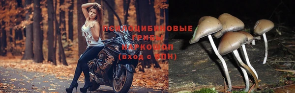 прущие грибы Иннополис