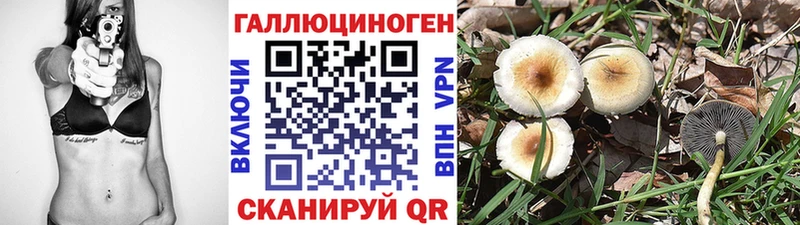 Купить где Балей Галлюциногенные грибы Psilocybine cubensis