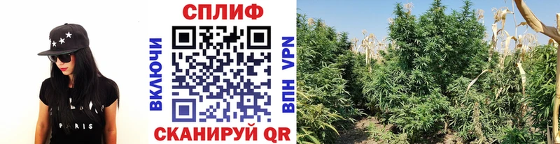 Конопля VHQ  Купить где  Балей 